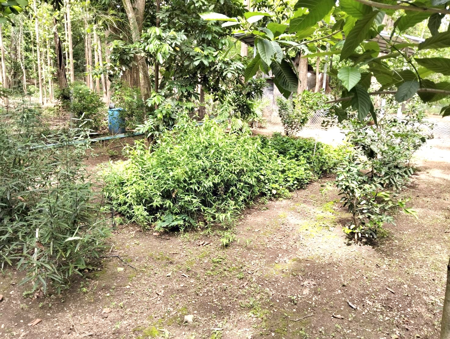 IMG_2084.jpeg